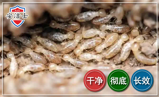 柯城区白蚁防治