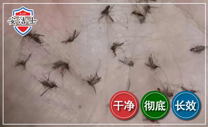 柯城区蚊子防治-灭蚊