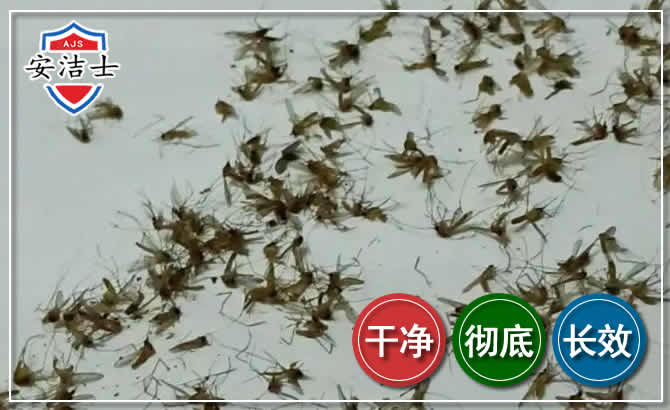 柯城区苍蝇防治-灭蝇