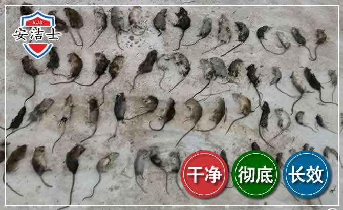 柯城区鼠害防治-灭鼠