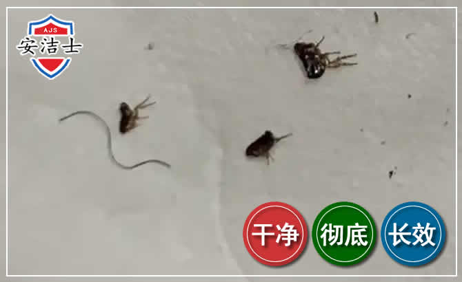 柯城区跳蚤防治-灭跳蚤
