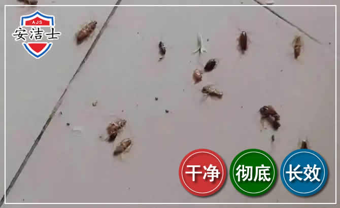 柯城区蟑螂防治-灭蟑螂