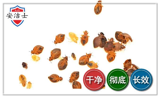 柯城区臭虫防治-消灭臭虫
